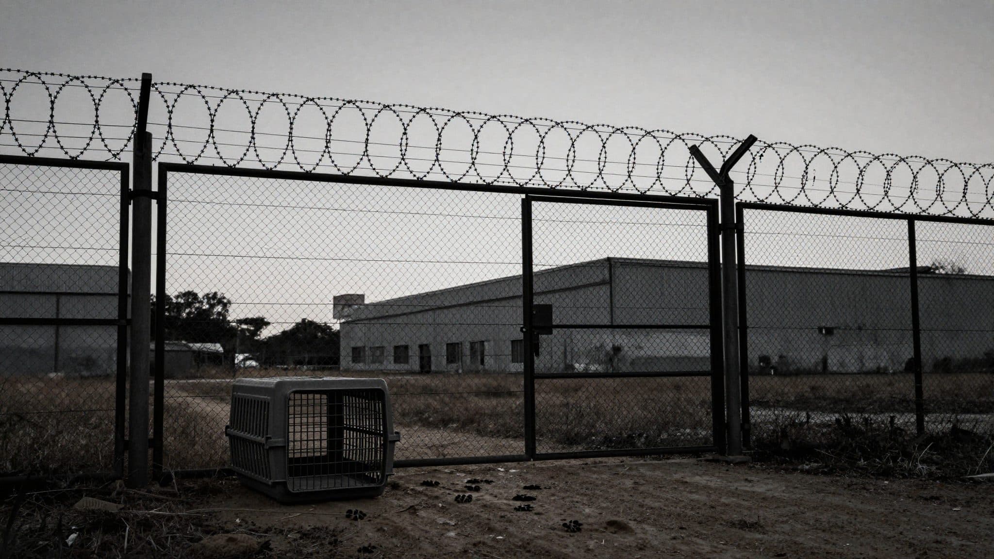 Le autorità intervengono a Schkeuditz contro detenzione privata di tigri – l'animale era stato precedentemente abbattuto dalla polizia