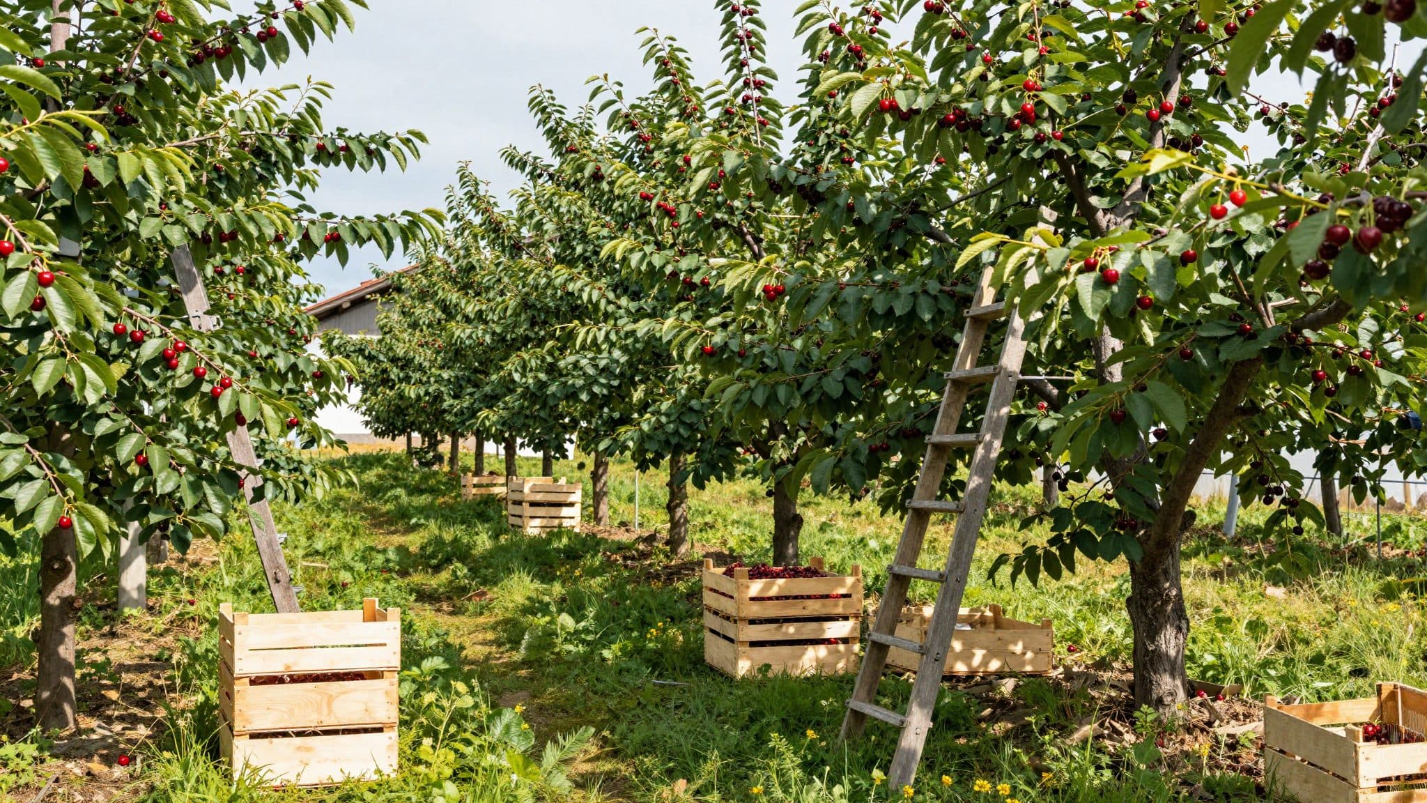 Stima del raccolto: i frutticoltori tedeschi si aspettano una delle migliori raccolte di ciliegie degli ultimi anni