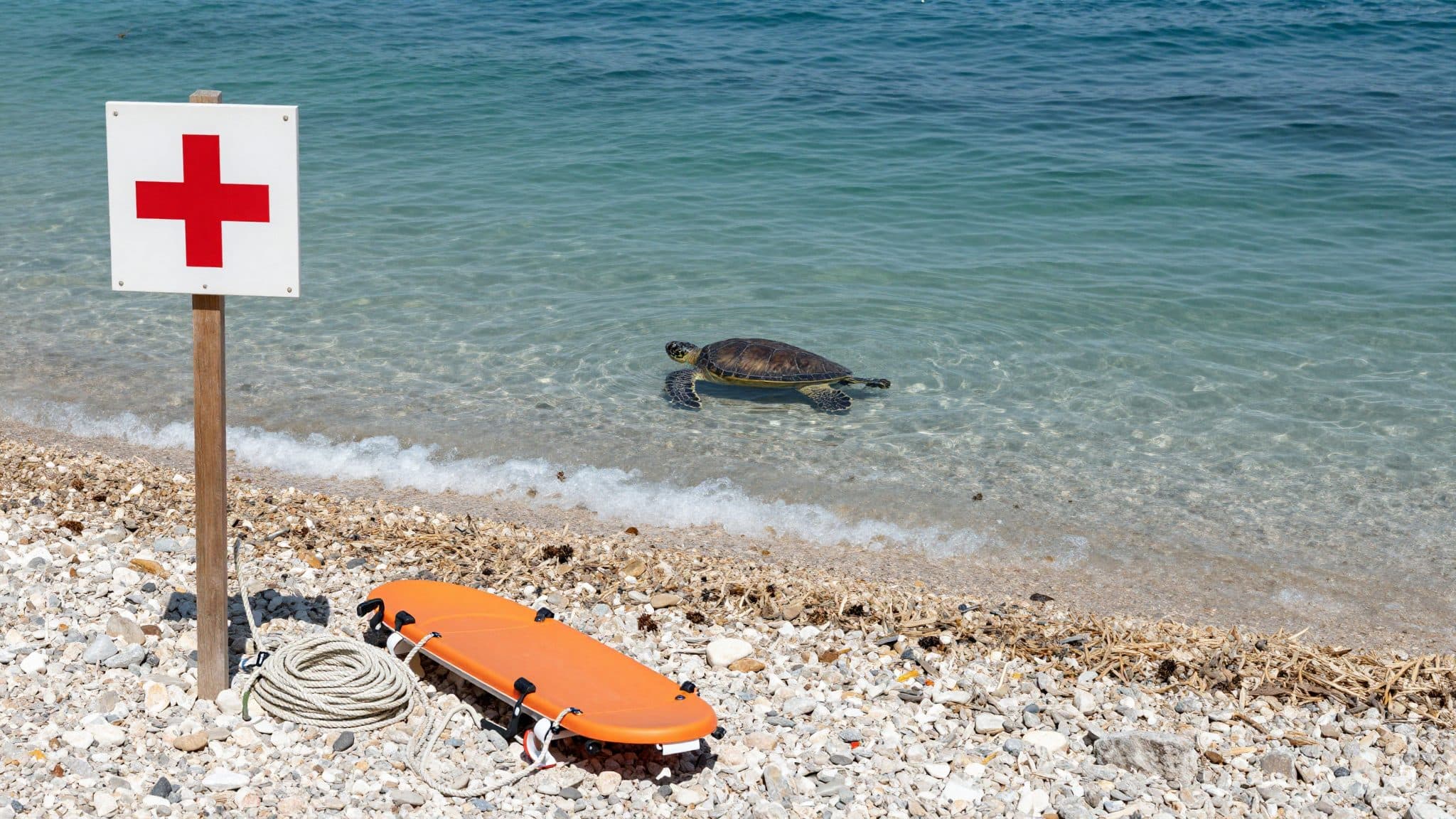 Tartaruga caretta morde diversi bagnanti in Dalmazia – coinvolto anche un bambino