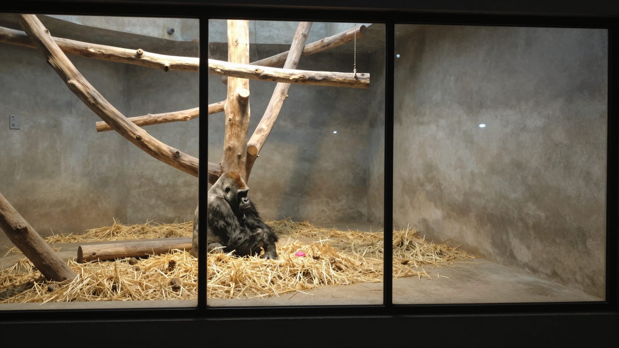 Cucciolo di gorilla di quattro giorni ucciso dal padre allo Zoo di Basilea