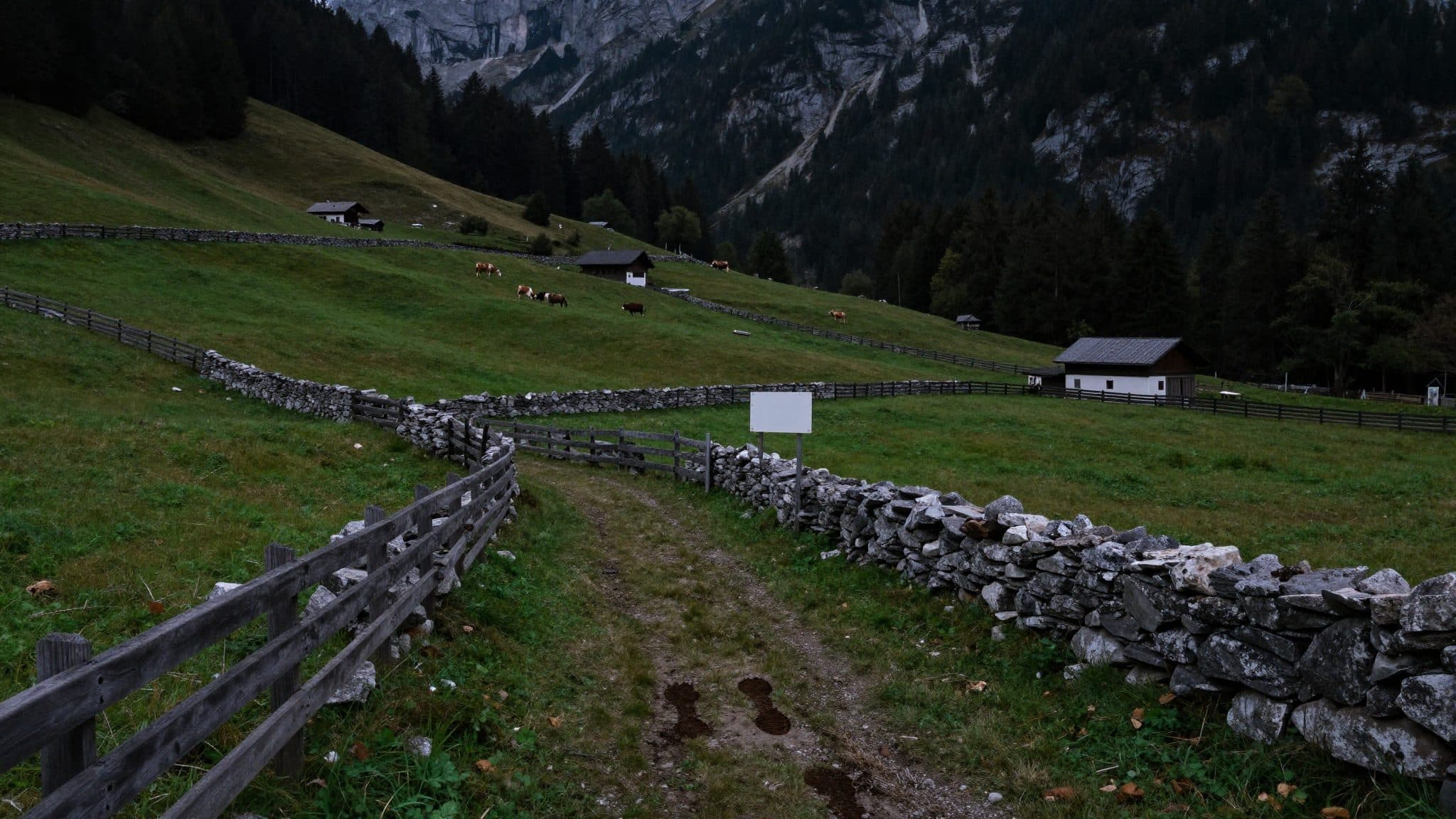 Le autorità confermano che un lupo è stato abbattuto nella valle del Montafon, nel Vorarlberg, a causa di preoccupazioni legate al bestiame